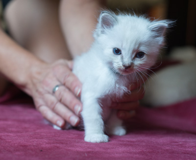 Ragdoll kitten - Simon
